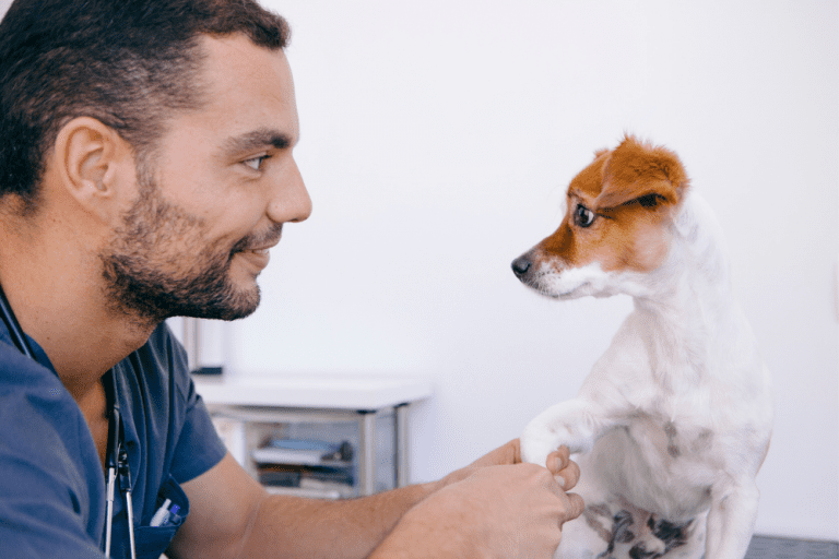 what-you-need-to-know-about-the-bordetella-vaccine-for-dogs