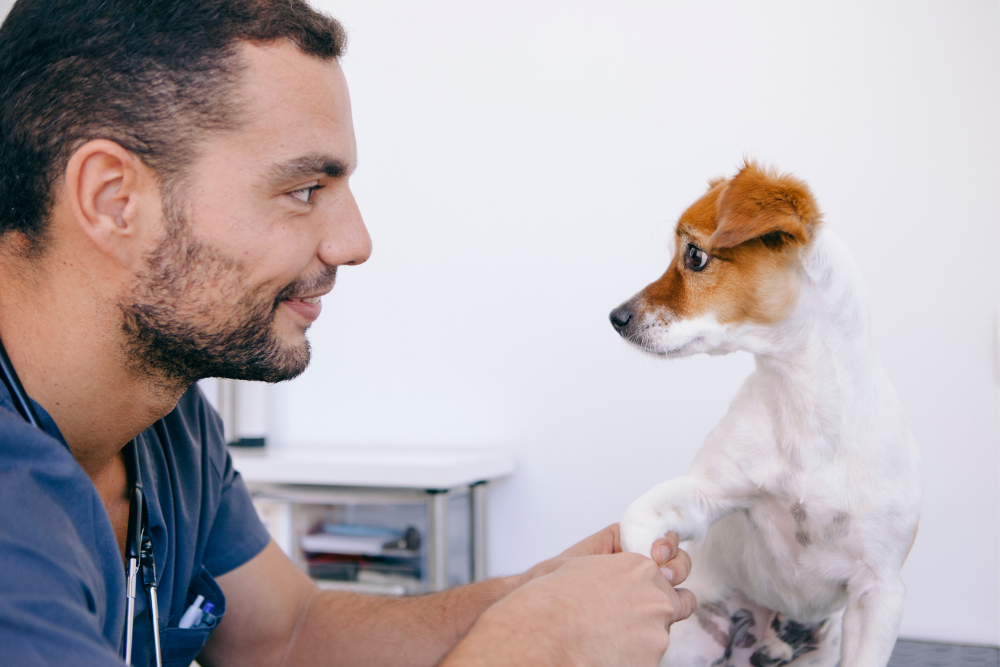 Canine Vaccine Packages You Can Get at Essentials PetCare