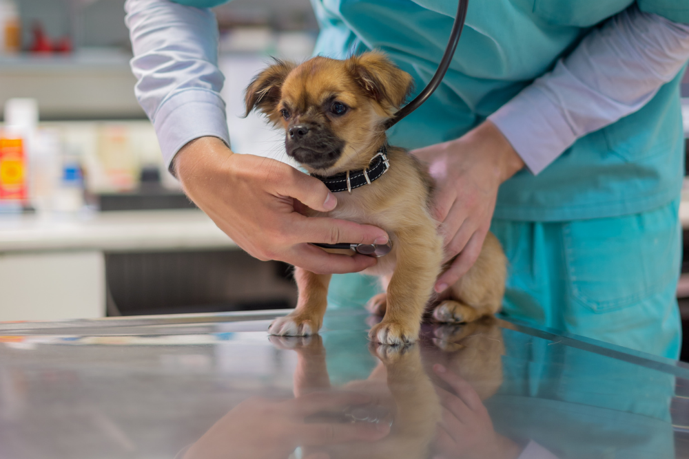do dogs really need kennel cough vaccine