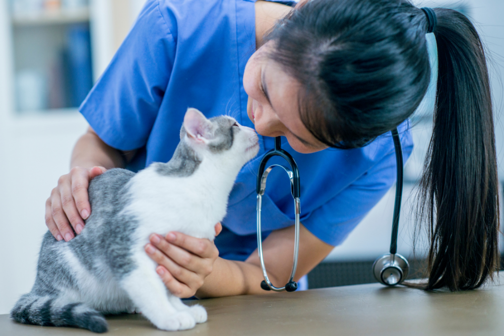 Cómo encontrar vacunas asequibles para su perro o gato