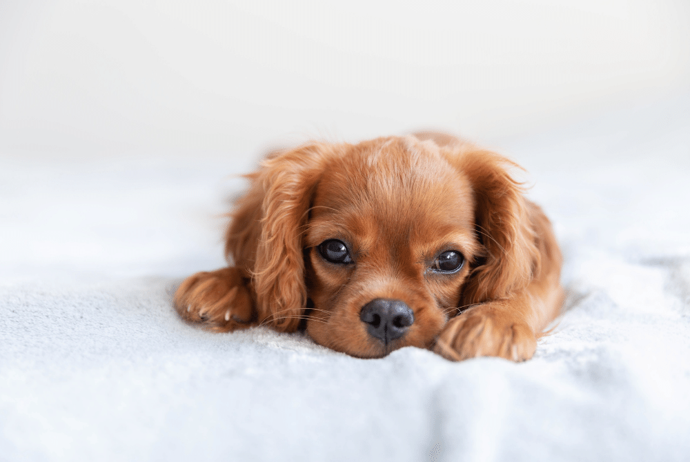 We Found a Puppy!  <br></noscript> ¿Qué vacunas necesitan los cachorros?