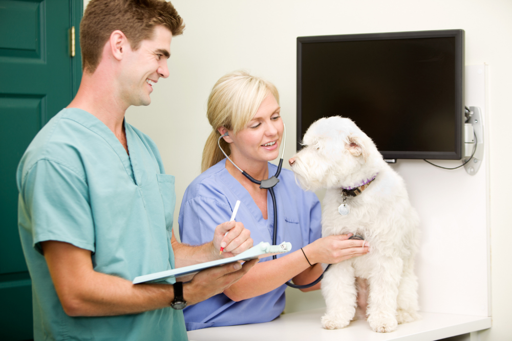 Cómo presentar un reclamo de seguro después de una visita al veterinario