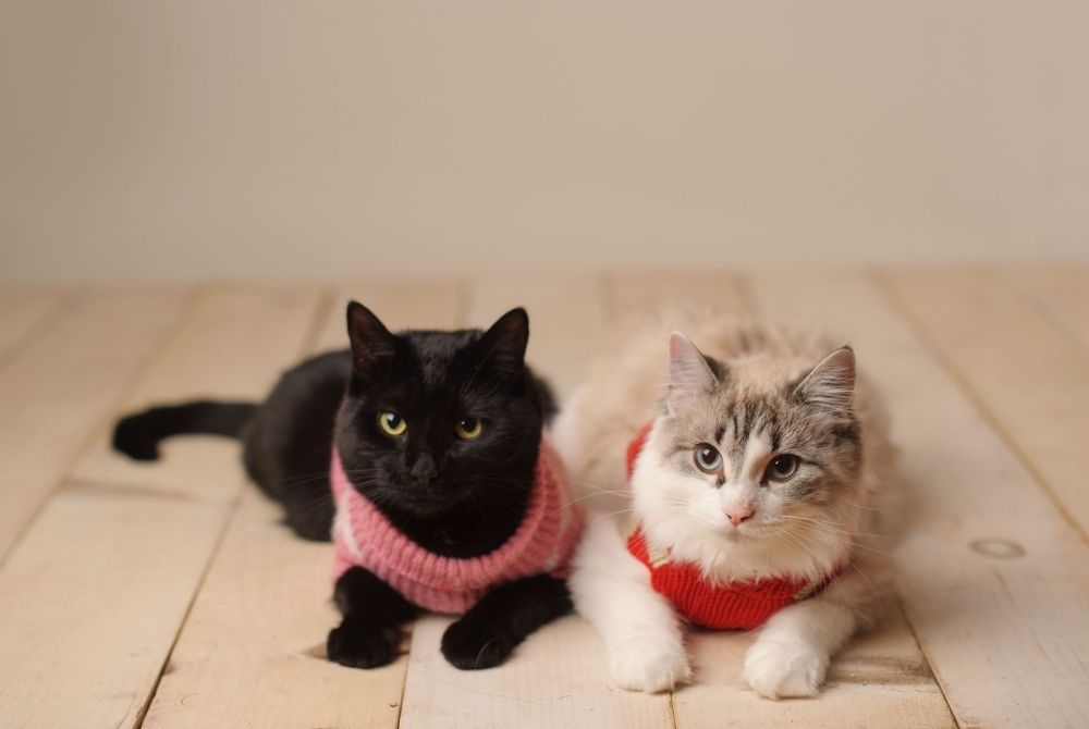Los 3 mejores materiales de ropa para gatos