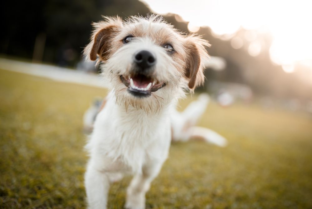Summer’s Here! What Are Some Good Activities to Do with Your Pup?