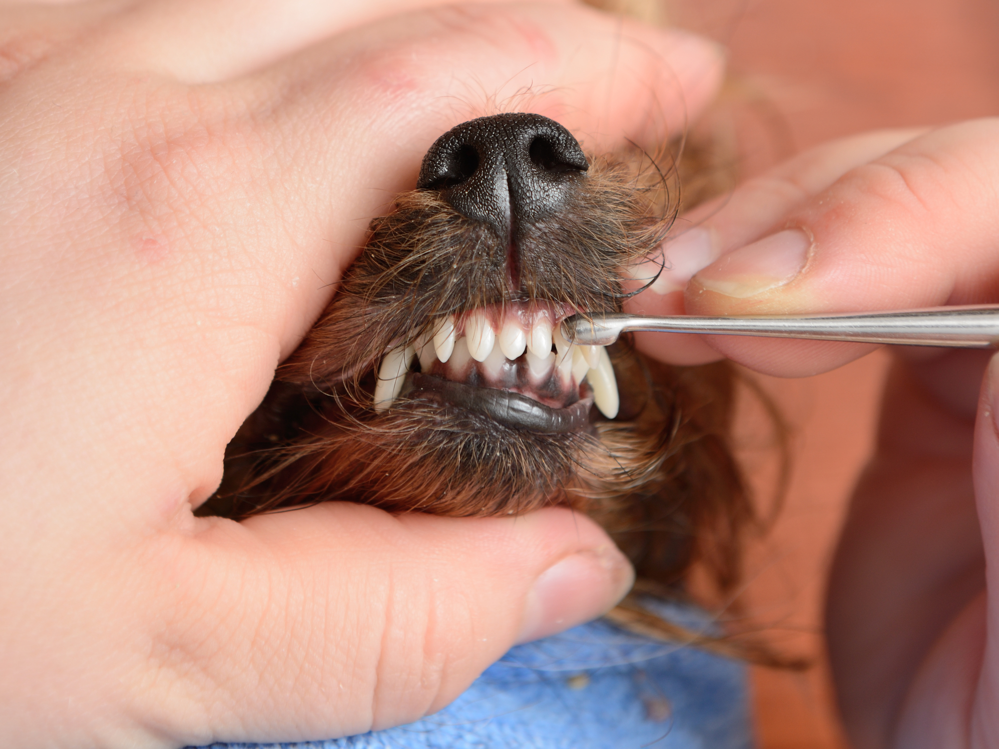 Cuidado dental en perros y gatos