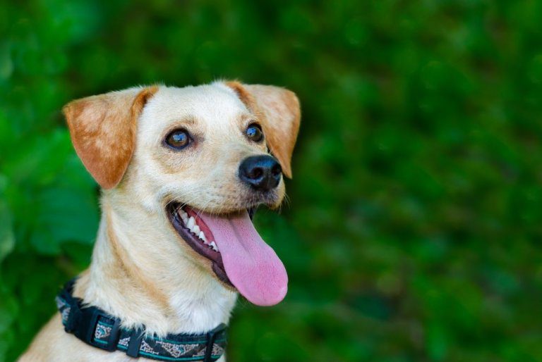 Signs of Overheating in Dogs and What You Can Do About Them