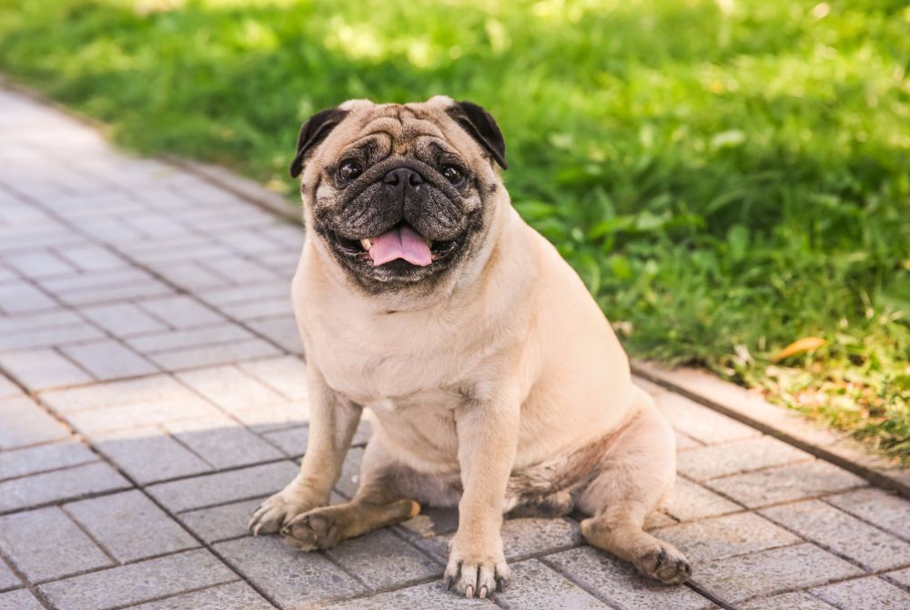 Tu perro tiene sobrepeso – ¿Qué lo está causando?