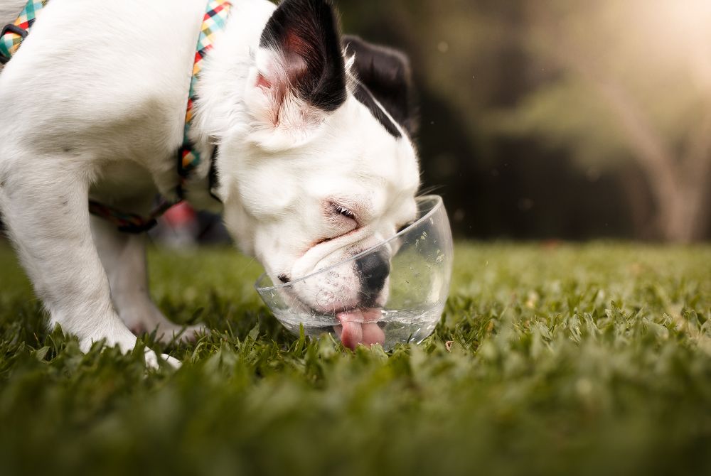 ¿Qué causa la sed excesiva y la micción en los perros?