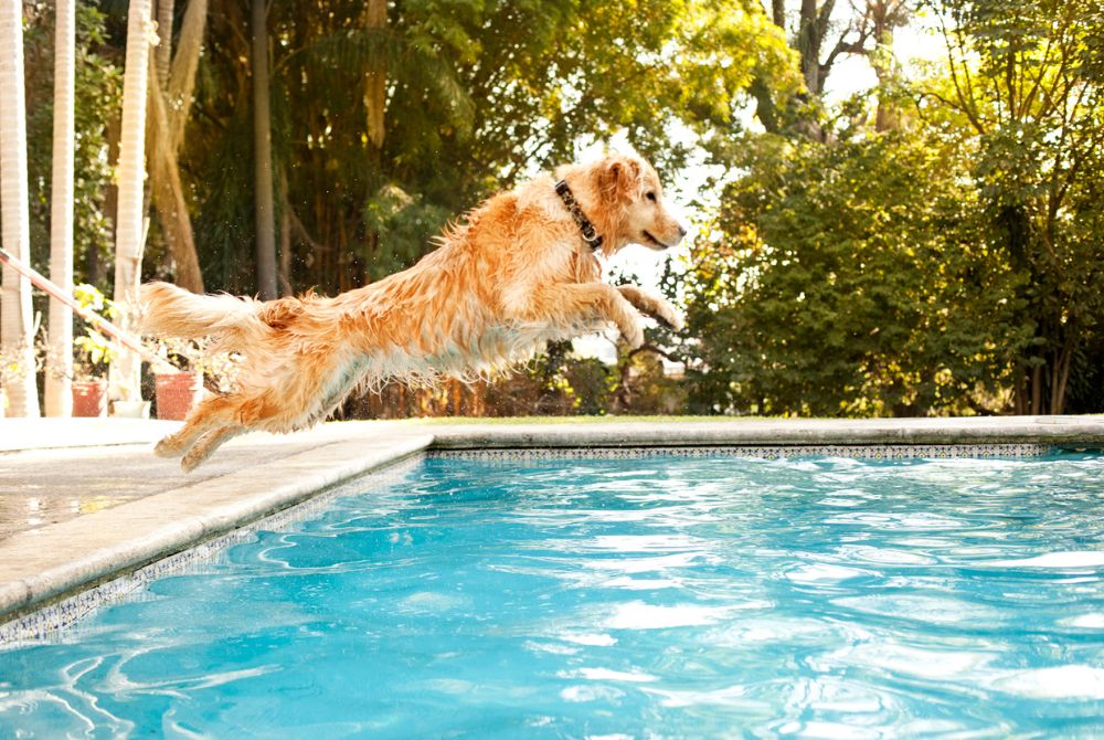Lo que debe saber sobre nadar con su perro