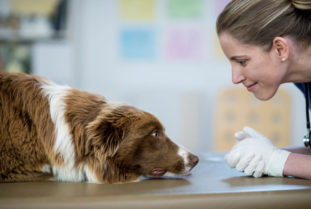 Does Your Pup Need the Leptospirosis Vaccine for Dogs?