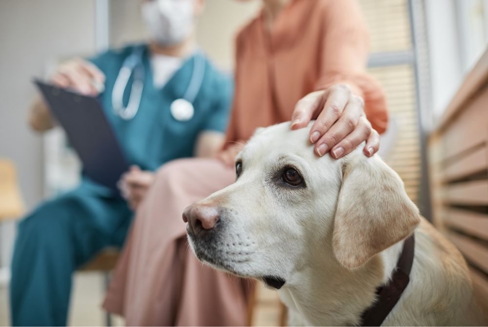Growing Your Veterinary Practice? Why You Should Open a Retail Clinic