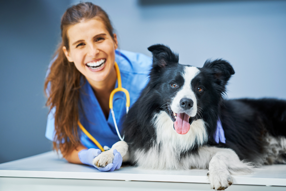 Why Choose a Satellite Clinic When Buying a Veterinary Practice